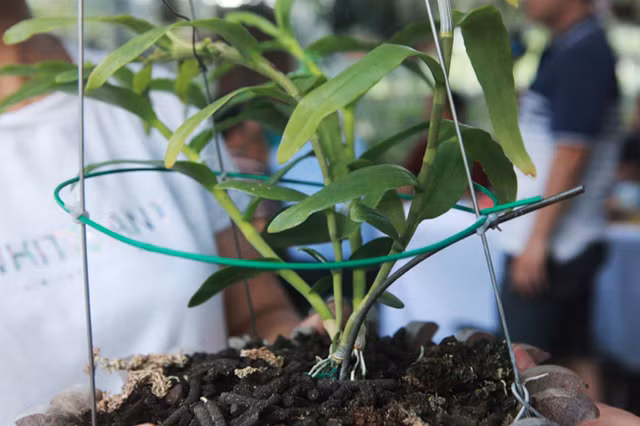 Dai gia Ha Noi chi 5 ty mua gio lan nhin nhu ngon rau muong-Hinh-3