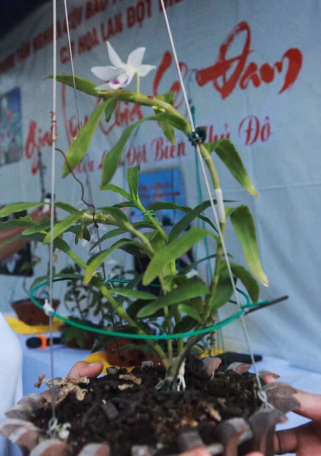 Dai gia Ha Noi chi 5 ty mua gio lan nhin nhu ngon rau muong-Hinh-6