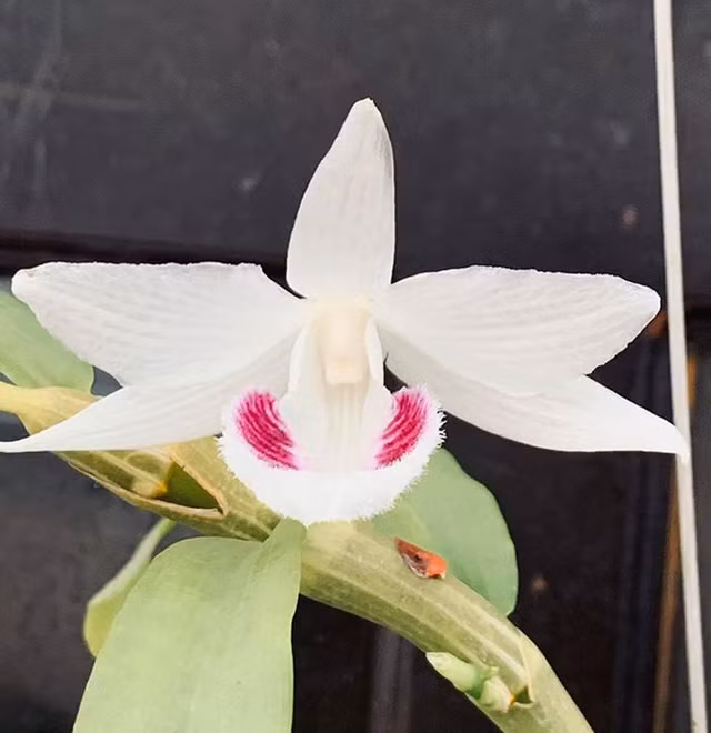 Dai gia Ha Noi chi 5 ty mua gio lan nhin nhu ngon rau muong-Hinh-4