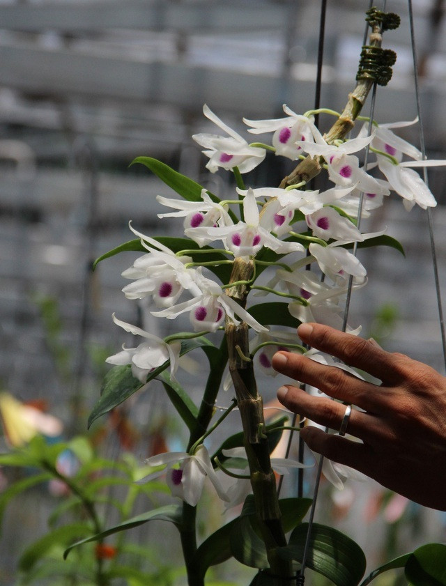 Mua 3 cây lan đột biến gene giá 32 tỷ, người thật việc thật ở Bình Phước - Hình 5 Mua 3 cay lan dot bien gene gia 32 ty, nguoi that viec that o Binh Phuoc-Hinh-5