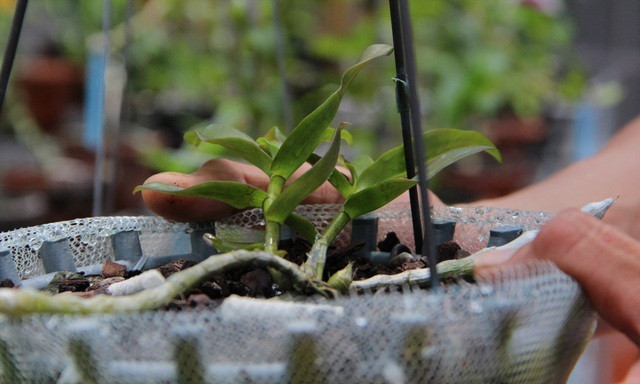 Mua 3 cây lan đột biến gene giá 32 tỷ, người thật việc thật ở Bình Phước - Hình 4 Mua 3 cay lan dot bien gene gia 32 ty, nguoi that viec that o Binh Phuoc-Hinh-4