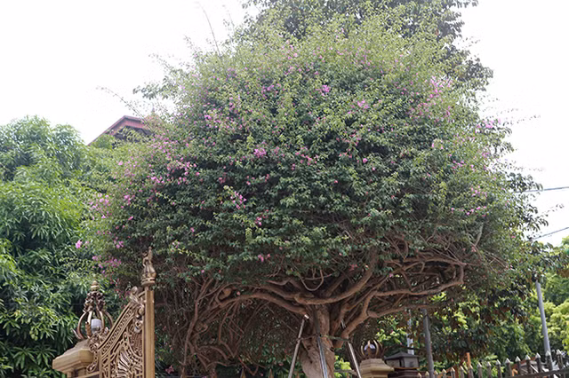 Loai cay moc hoang day duong, dai gia mua gia 3 ty khien dan tinh xon xao-Hinh-15