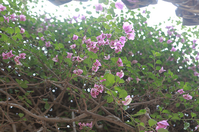 Loại cây mọc hoang đầy đường, đại gia mua giá 3 tỷ khiến dân tình xôn xao - Hình 13 Loai cay moc hoang day duong, dai gia mua gia 3 ty khien dan tinh xon xao-Hinh-13
