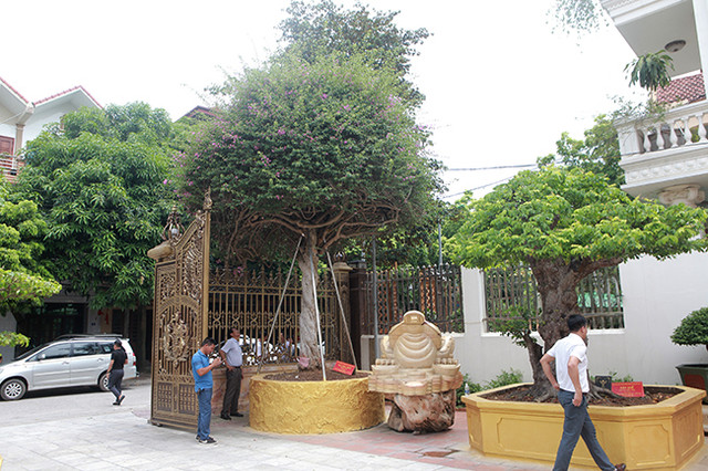 Loại cây mọc hoang đầy đường, đại gia mua giá 3 tỷ khiến dân tình xôn xao Loai cay moc hoang day duong, dai gia mua gia 3 ty khien dan tinh xon xao