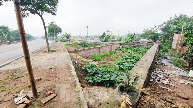 Cận cảnh lô đất hơn 3.000 m2 vi phạm đấu giá ở huyện Đan Phượng - Hình 7 Can canh lo dat hon 3.000 m2 vi pham dau gia o huyen Dan Phuong-Hinh-7