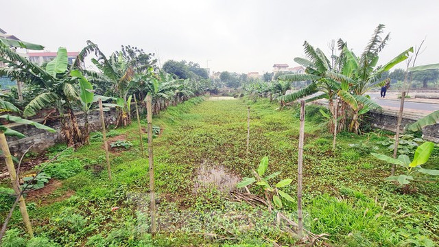 Cận cảnh lô đất hơn 3.000 m2 vi phạm đấu giá ở huyện Đan Phượng - Hình 10 Can canh lo dat hon 3.000 m2 vi pham dau gia o huyen Dan Phuong-Hinh-10