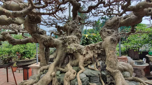 Chang trai ca tuoi tho mo cua bat oc nay co 'Ngai vang dat Viet' chuc ty-Hinh-12