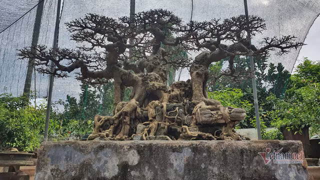 Chang trai ca tuoi tho mo cua bat oc nay co 'Ngai vang dat Viet' chuc ty-Hinh-2