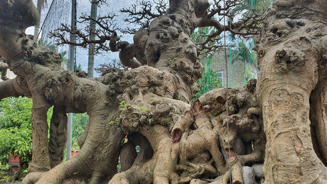 Chàng trai cả tuổi thơ mò cua bắt ốc nay có 'Ngai vàng đất Việt' chục tỷ - Hình 7 Chang trai ca tuoi tho mo cua bat oc nay co 'Ngai vang dat Viet' chuc ty-Hinh-7