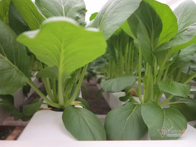 Bo ngan hang ve trong rau, lam vi dam me nhung thu deu 600 trieu/thang-Hinh-3