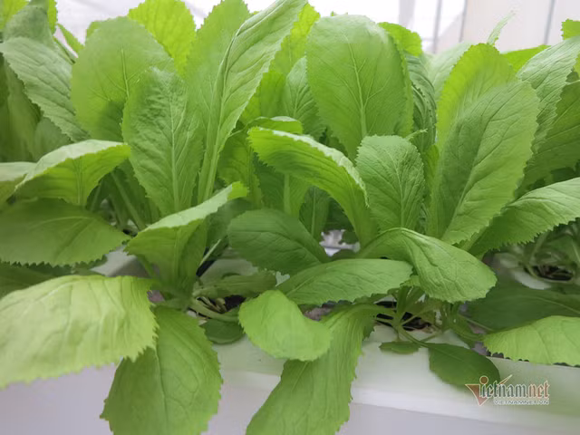 Bo ngan hang ve trong rau, lam vi dam me nhung thu deu 600 trieu/thang-Hinh-4