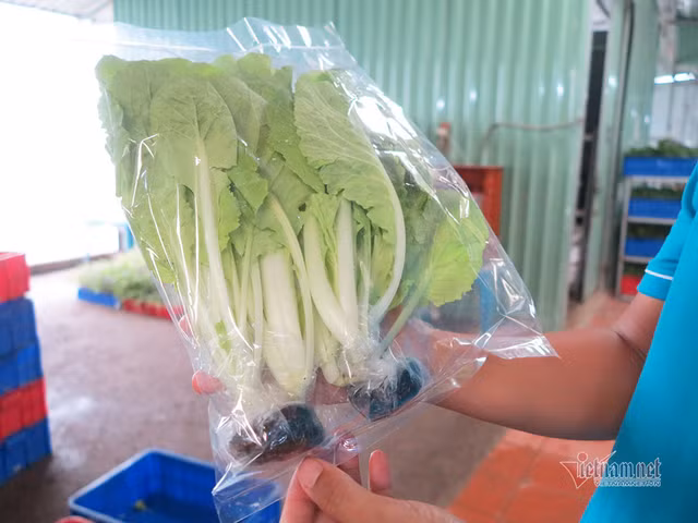 Bo ngan hang ve trong rau, lam vi dam me nhung thu deu 600 trieu/thang-Hinh-11