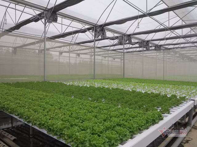 Bo ngan hang ve trong rau, lam vi dam me nhung thu deu 600 trieu/thang