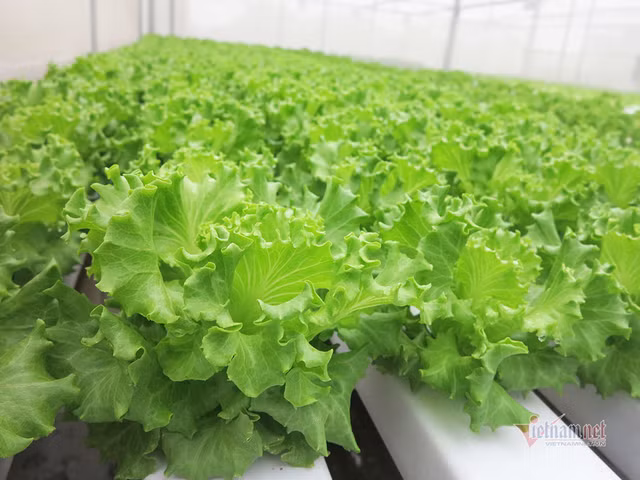 Bo ngan hang ve trong rau, lam vi dam me nhung thu deu 600 trieu/thang-Hinh-7