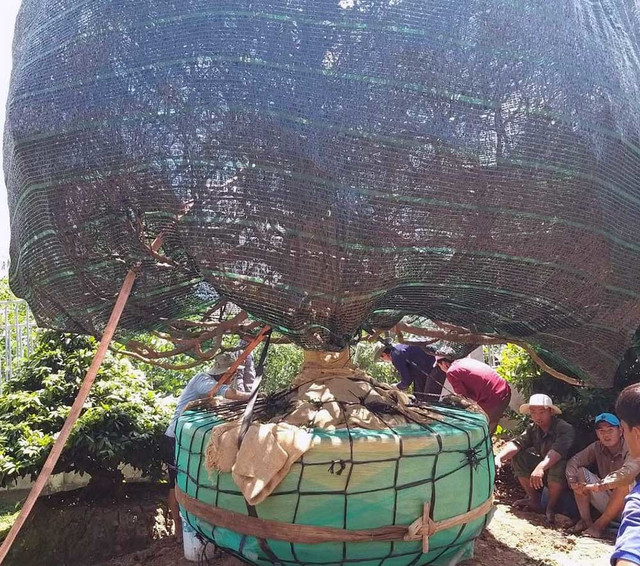 Dai gia Can Tho bo 3,8 ty dong thua cay mai dai thu ve ngam-Hinh-4