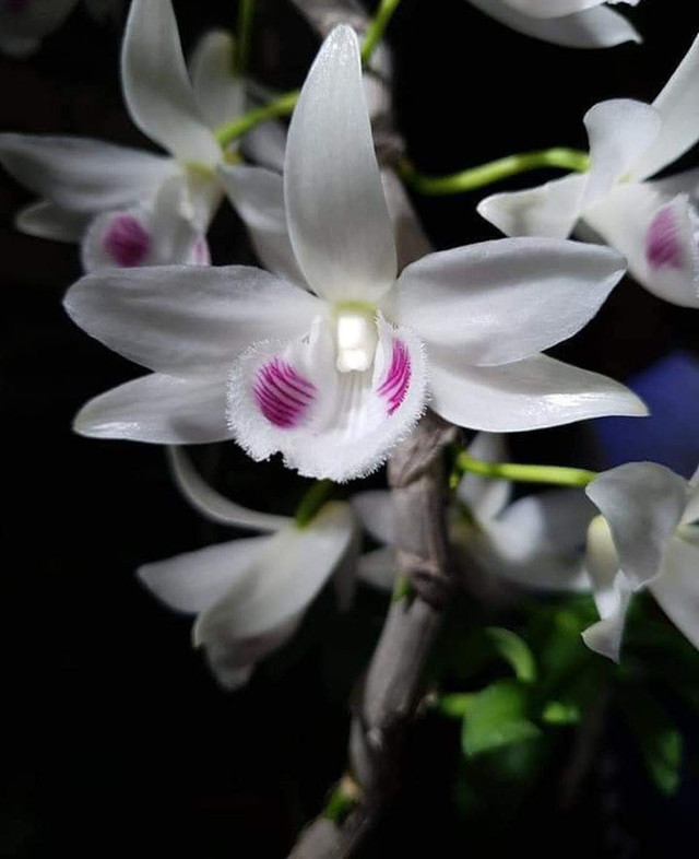 Bí ẩn chủ nhân chậu lan Juliet 83 tỷ khiến cộng đồng cây cảnh 'chia phe' - Hình 2 Bi an chu nhan chau lan Juliet 83 ty khien cong dong cay canh 'chia phe'-Hinh-2