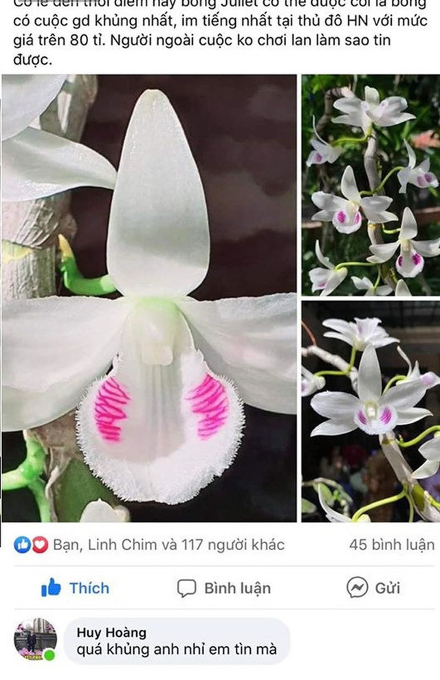 Bí ẩn chủ nhân chậu lan Juliet 83 tỷ khiến cộng đồng cây cảnh 'chia phe' - Hình 3 Bi an chu nhan chau lan Juliet 83 ty khien cong dong cay canh 'chia phe'-Hinh-3