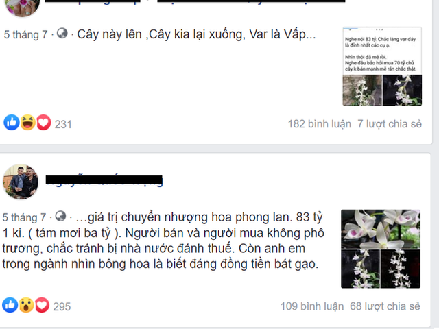 Bí ẩn chủ nhân chậu lan Juliet 83 tỷ khiến cộng đồng cây cảnh 'chia phe' - Hình 4 Bi an chu nhan chau lan Juliet 83 ty khien cong dong cay canh 'chia phe'-Hinh-4
