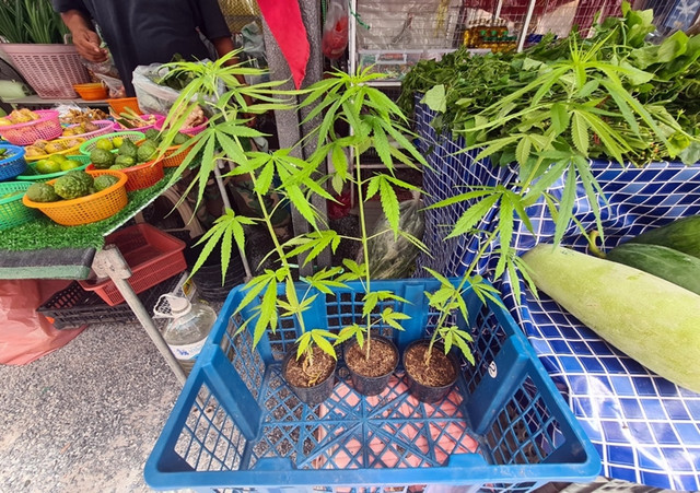 Cận cảnh cần sa bán khắp đường phố Pattaya, Thái Lan - Hình 4 Can canh can sa ban khap duong pho Pattaya, Thai Lan-Hinh-4