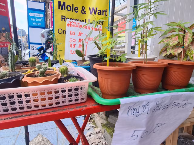 Can canh can sa ban khap duong pho Pattaya, Thai Lan-Hinh-5