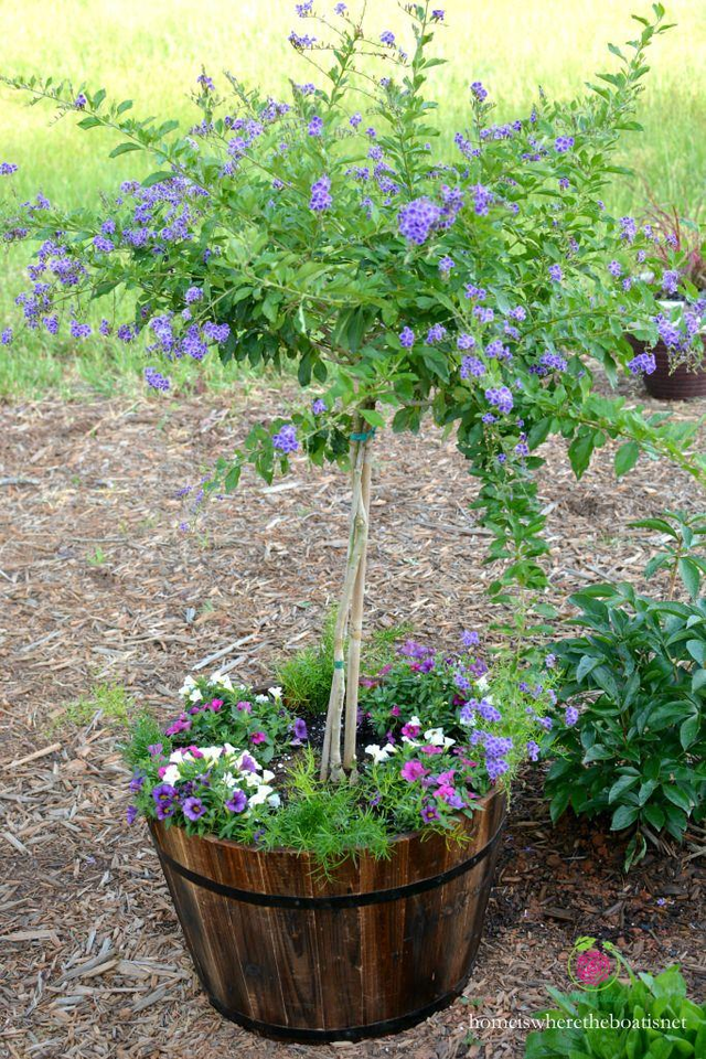 Loài cây này đều mang vẻ đẹp lộng lẫy, được phong là 'thần giữ của' - Hình 11 Loai cay nay deu mang ve dep long lay, duoc phong la 'than giu cua'-Hinh-11