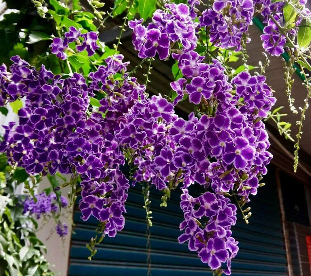 Loài cây này đều mang vẻ đẹp lộng lẫy, được phong là 'thần giữ của' - Hình 3 Loai cay nay deu mang ve dep long lay, duoc phong la 'than giu cua'-Hinh-3