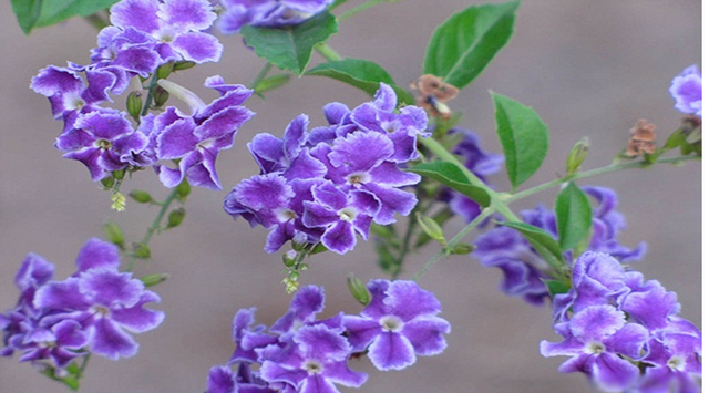 Loài cây này đều mang vẻ đẹp lộng lẫy, được phong là 'thần giữ của' - Hình 12 Loai cay nay deu mang ve dep long lay, duoc phong la 'than giu cua'-Hinh-12