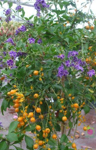 Loài cây này đều mang vẻ đẹp lộng lẫy, được phong là 'thần giữ của' - Hình 10 Loai cay nay deu mang ve dep long lay, duoc phong la 'than giu cua'-Hinh-10