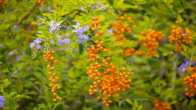 Loai cay nay deu mang ve dep long lay, duoc phong la 'than giu cua'