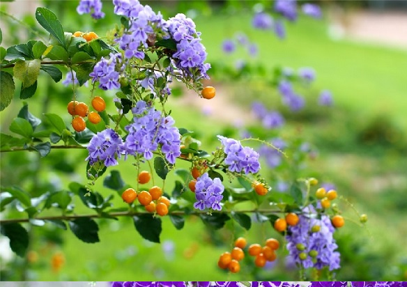 Loài cây này đều mang vẻ đẹp lộng lẫy, được phong là 'thần giữ của' - Hình 8 Loai cay nay deu mang ve dep long lay, duoc phong la 'than giu cua'-Hinh-8