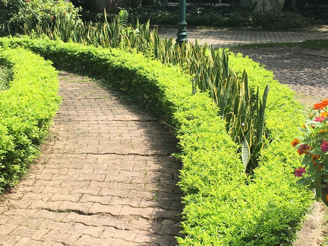 Loài cây này đều mang vẻ đẹp lộng lẫy, được phong là 'thần giữ của' - Hình 2 Loai cay nay deu mang ve dep long lay, duoc phong la 'than giu cua'-Hinh-2