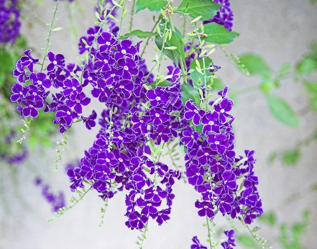 Loài cây này đều mang vẻ đẹp lộng lẫy, được phong là 'thần giữ của' - Hình 7 Loai cay nay deu mang ve dep long lay, duoc phong la 'than giu cua'-Hinh-7