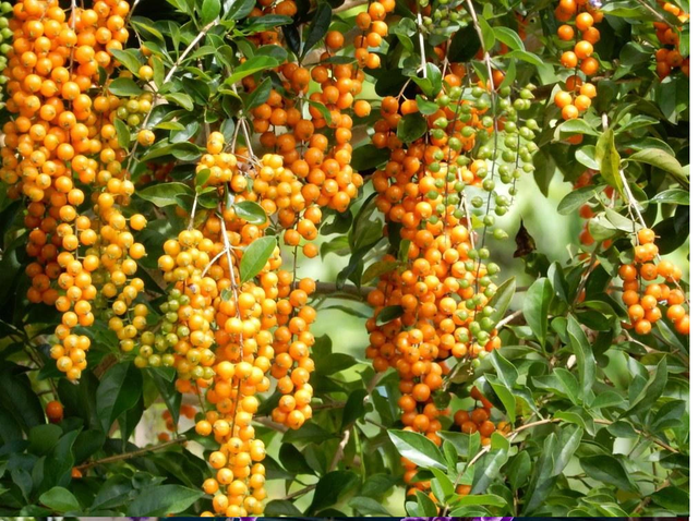 Loài cây này đều mang vẻ đẹp lộng lẫy, được phong là 'thần giữ của' - Hình 5 Loai cay nay deu mang ve dep long lay, duoc phong la 'than giu cua'-Hinh-5