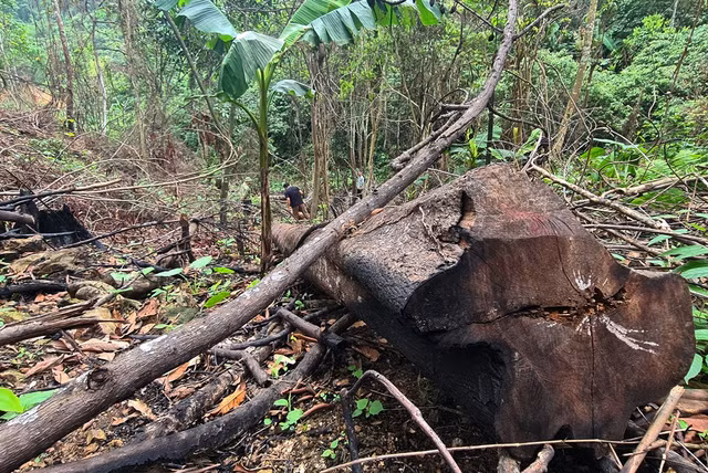 Rung tu nhien do Cong ty Truong Loc quan ly bi pha: Ai chiu trach nhiem?-Hinh-4