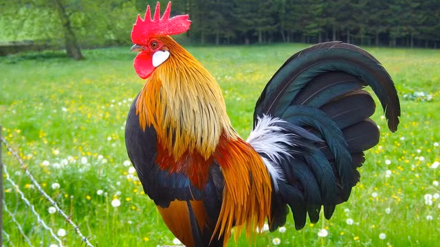 Nhung con giap duoc troi do trong nam nay-Hinh-6