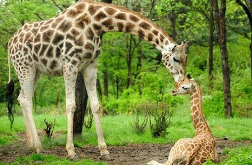 Điều bất ngờ về hươu cao cổ ít người biết Dieu bat ngo ve huou cao co it nguoi biet