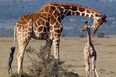 Dieu bat ngo ve huou cao co it nguoi biet-Hinh-9