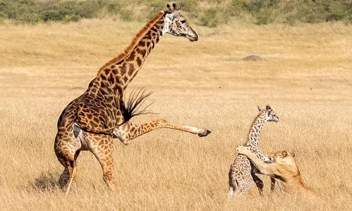 Dieu bat ngo ve huou cao co it nguoi biet-Hinh-13