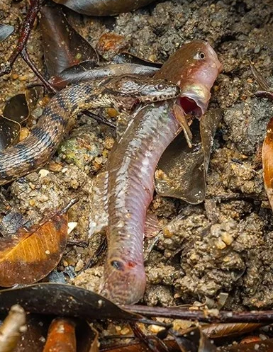 Cá đục thang mất tích 160 năm bất ngờ tái xuất ở Singapore - Hình 8 Ca duc thang mat tich 160 nam bat ngo tai xuat o Singapore-Hinh-8