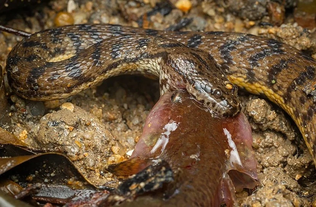 Cá đục thang mất tích 160 năm bất ngờ tái xuất ở Singapore - Hình 5 Ca duc thang mat tich 160 nam bat ngo tai xuat o Singapore-Hinh-5