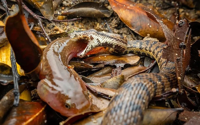 Cá đục thang mất tích 160 năm bất ngờ tái xuất ở Singapore - Hình 4 Ca duc thang mat tich 160 nam bat ngo tai xuat o Singapore-Hinh-4