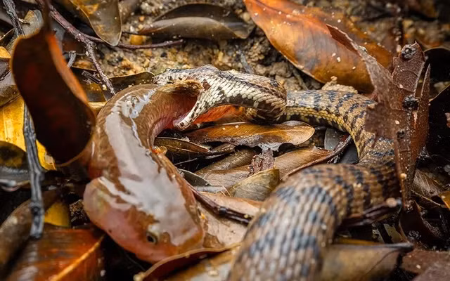 Ca duc thang mat tich 160 nam bat ngo tai xuat o Singapore-Hinh-4