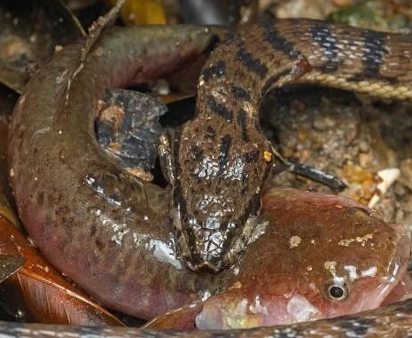 Cá đục thang mất tích 160 năm bất ngờ tái xuất ở Singapore - Hình 7 Ca duc thang mat tich 160 nam bat ngo tai xuat o Singapore-Hinh-7