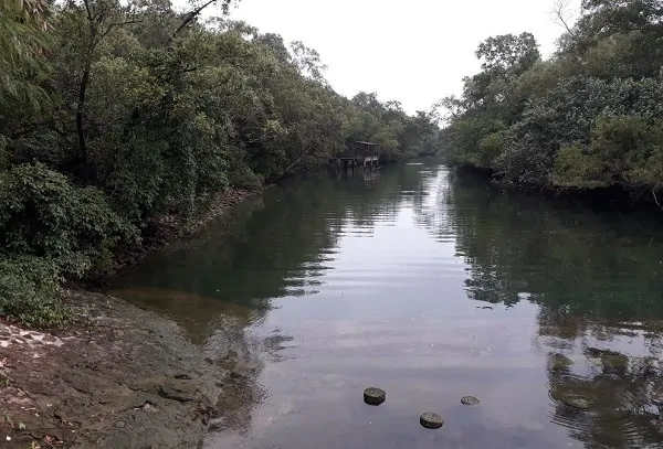 Cá đục thang mất tích 160 năm bất ngờ tái xuất ở Singapore Ca duc thang mat tich 160 nam bat ngo tai xuat o Singapore