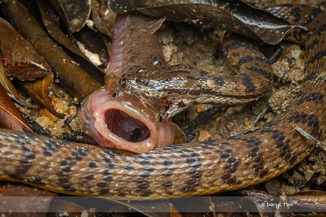 Cá đục thang mất tích 160 năm bất ngờ tái xuất ở Singapore - Hình 3 Ca duc thang mat tich 160 nam bat ngo tai xuat o Singapore-Hinh-3