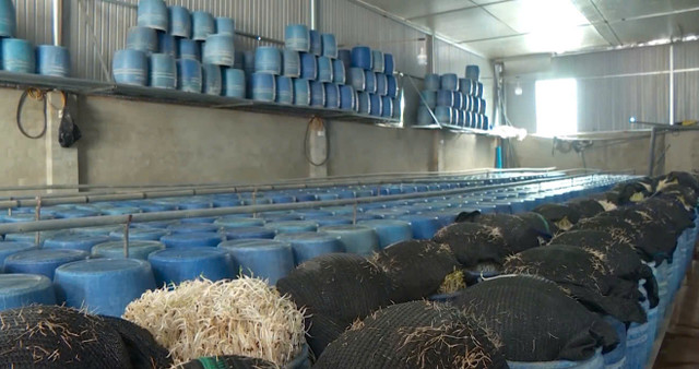 Trước khi bị phát hiện bán giá đỗ ngâm hóa chất, Bách hóa Xanh làm ăn ra sao? Truoc khi bi phat hien ban gia do ngam hoa chat, Bach hoa Xanh lam an ra sao?