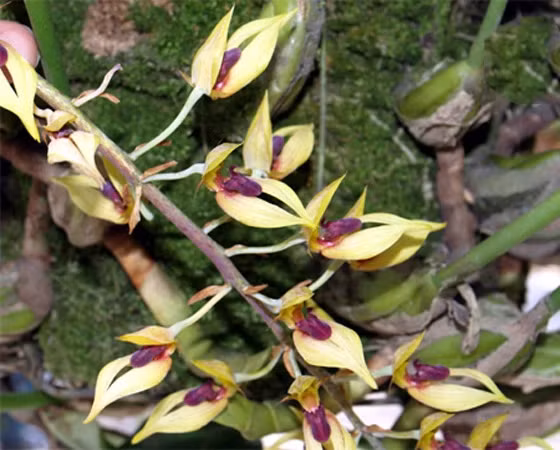 Ngam loai hoa lan rung hiem, co ten trong Sach do Viet Nam-Hinh-2