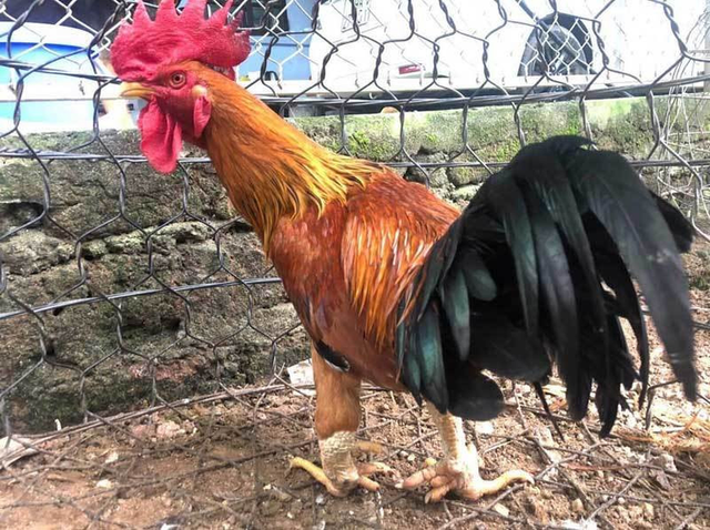 Đại gia Việt thi nhau lùng loại gà tiến vua giá siêu đắt đỏ - Hình 3 Dai gia Viet thi nhau lung loai ga tien vua gia sieu dat do-Hinh-3