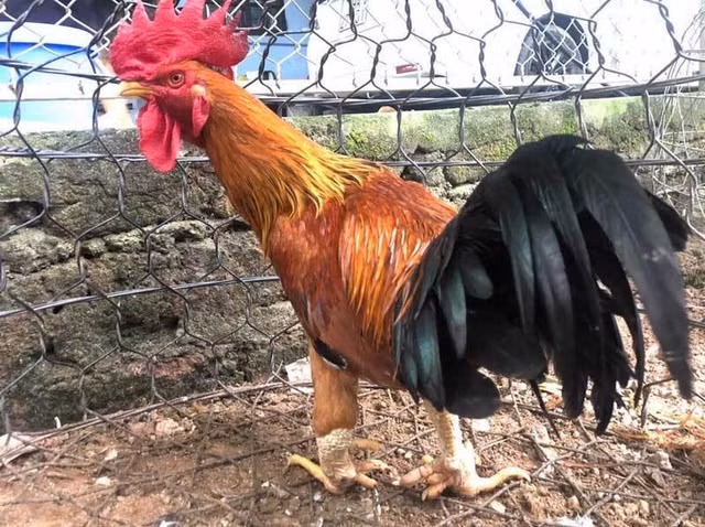 Dai gia Viet thi nhau lung loai ga tien vua gia sieu dat do-Hinh-3