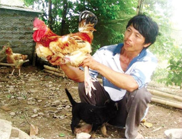 Đại gia Việt thi nhau lùng loại gà tiến vua giá siêu đắt đỏ Dai gia Viet thi nhau lung loai ga tien vua gia sieu dat do